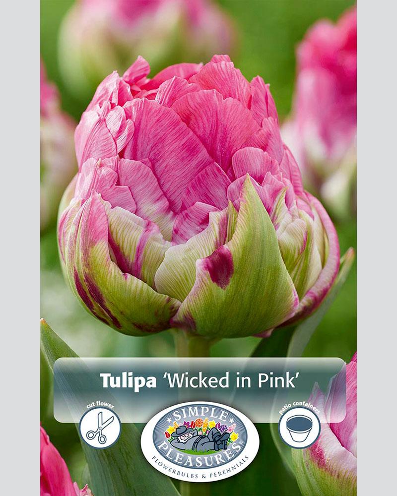 Tulip DE Wicked In Pink 6 bulbs/pkg