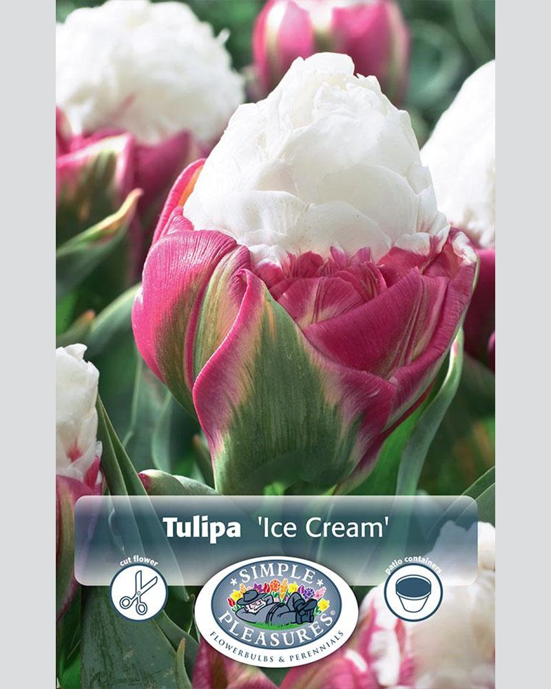 Tulip DL Ice Cream 6 bulbs/pkg