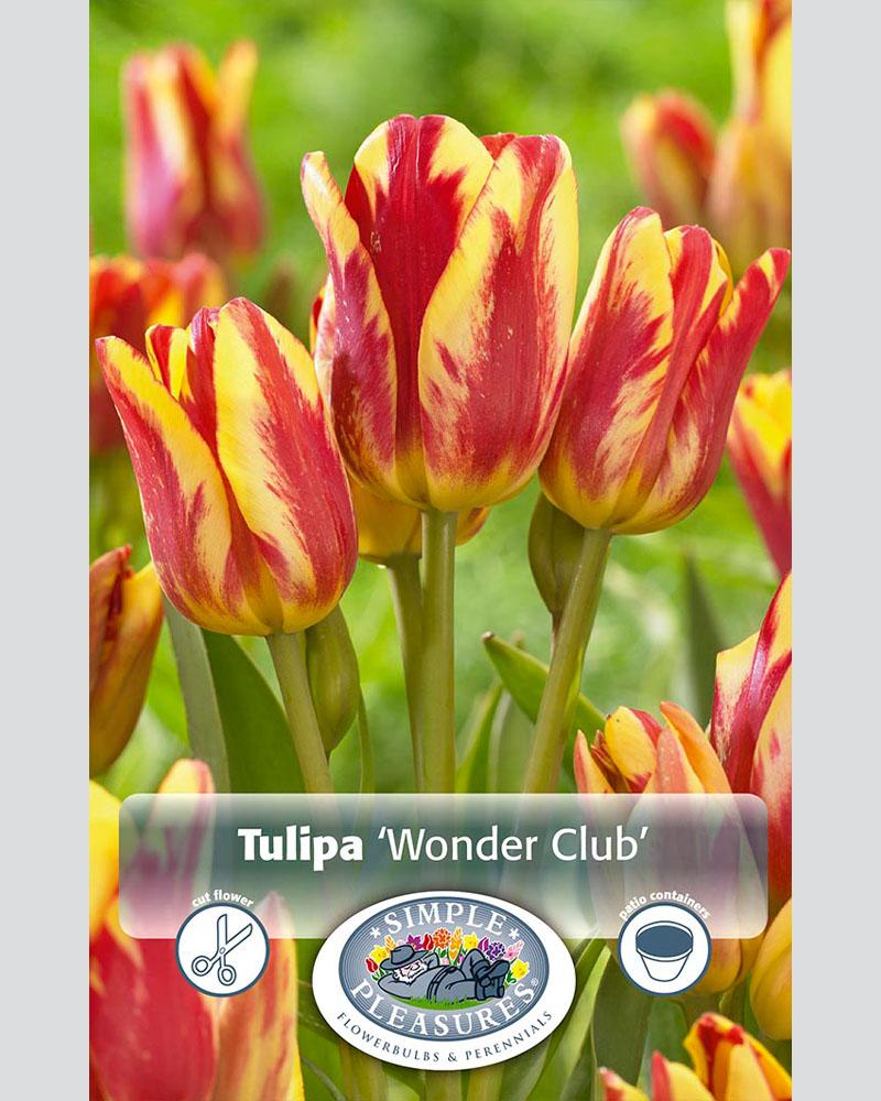 Tulip Multi Wonder Club 8 bulbs/pkg