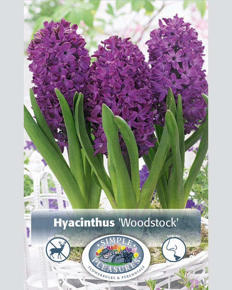 Hyacinth Woodstock Patio 5 bulbs/pkg