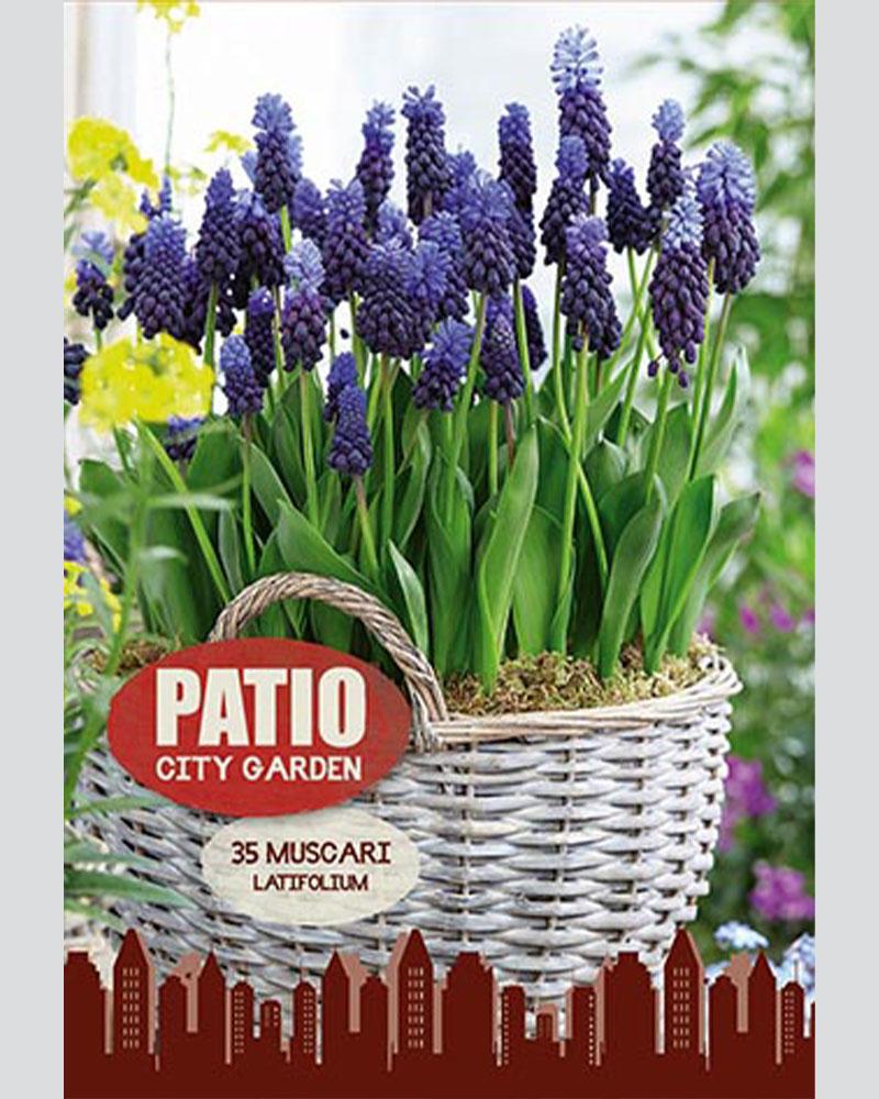 Muscari Latifolium Patio 20 bulbs/pkg