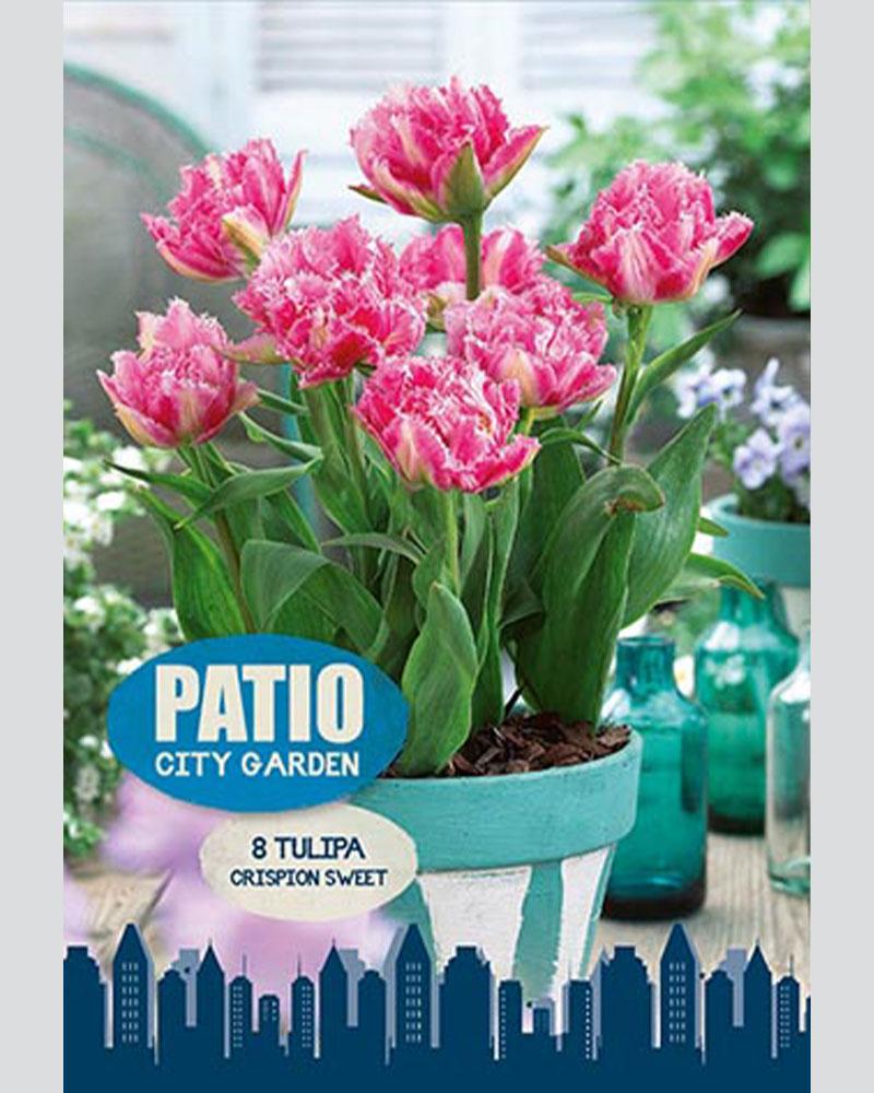 Tulip Crispion Sweet Patio 8 bulbs/pkg