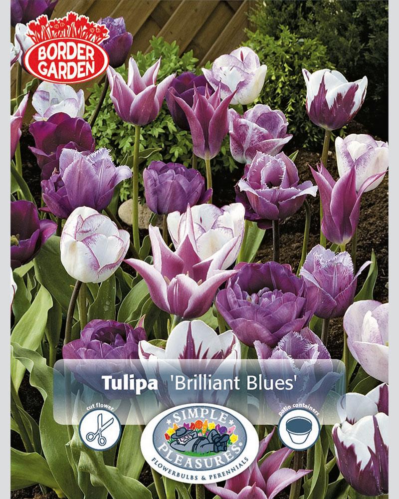 Brilliant Blues Border 18 bulbs/pkg