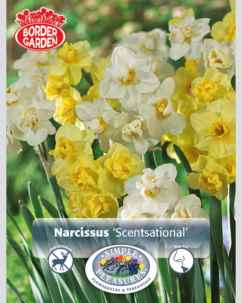 Narcissus Scentsational 10/pkg