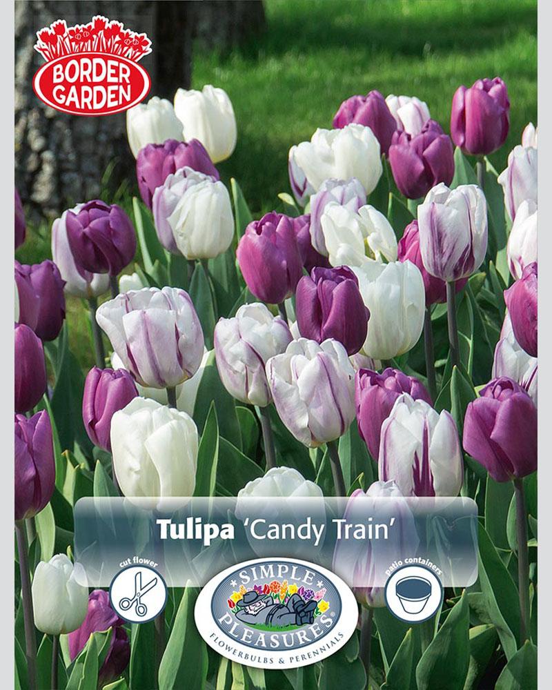Tulip Candy Train Border 20 bulbs/pkg