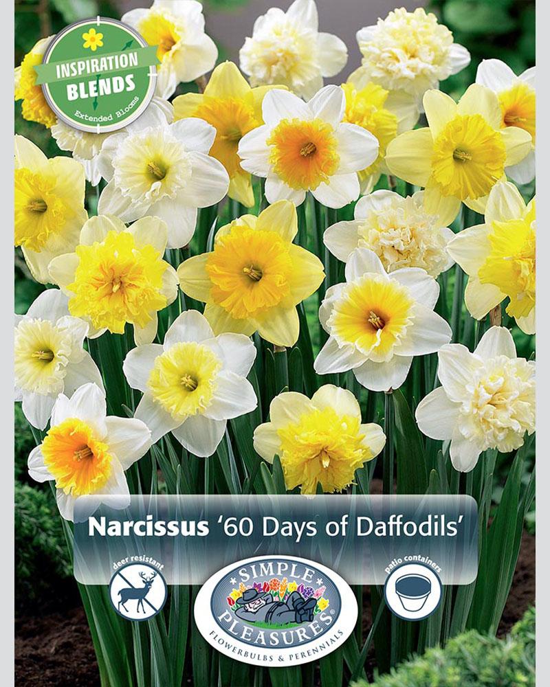 60 Days Of Narcissus 20/pkg