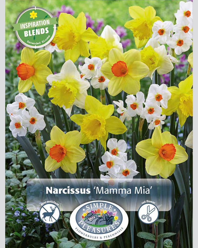 Narcissus Mamma Mia 15 bulbs/pkg