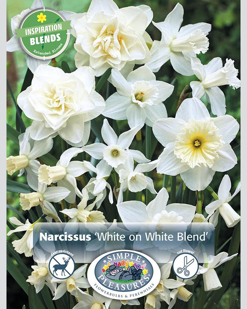 Narcissus White On White 15 bulbs/pkg