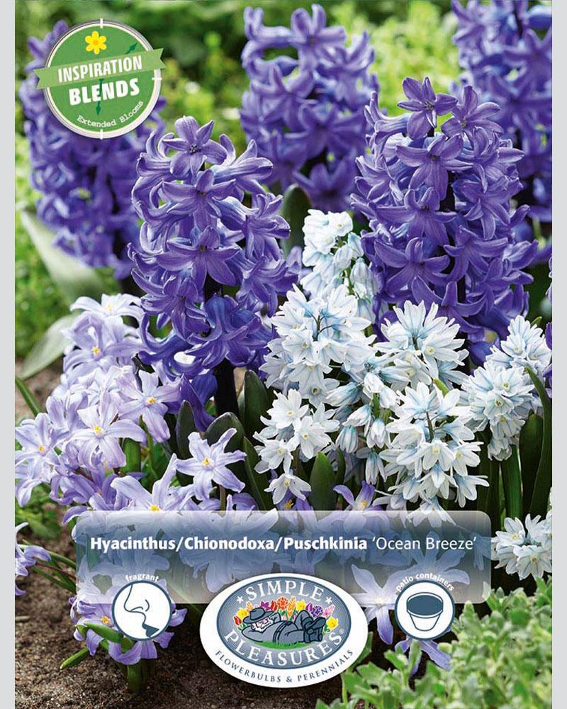 Ocean Breeze Blend 45 bulbs/pkg