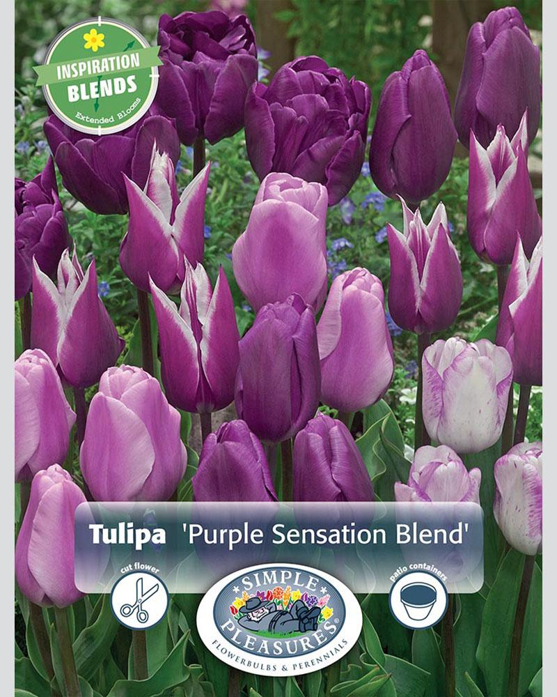 Tulip Purple Sens Blend 18 bulbs/pkg