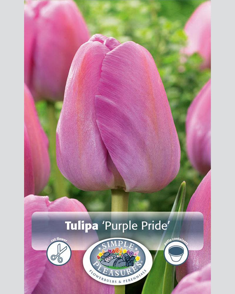 Tulip DH Purple Pride 8 bulbs/pkg