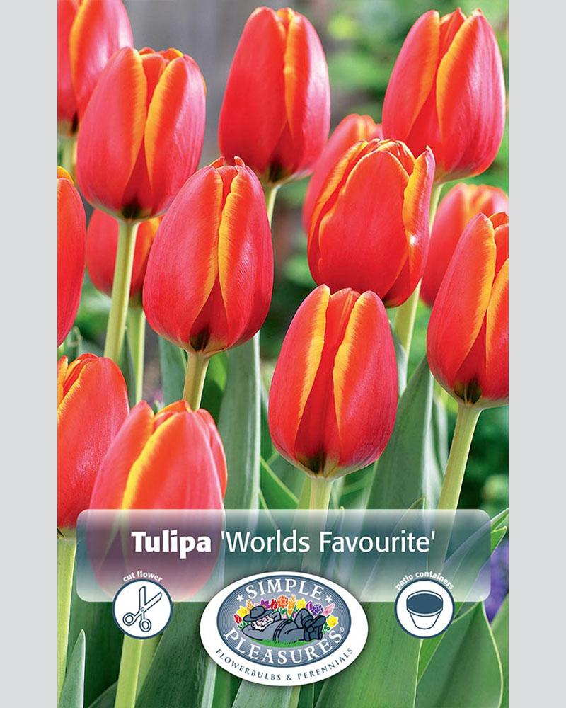 Tulip DH Worlds Favourite 8 bulbs/pkg