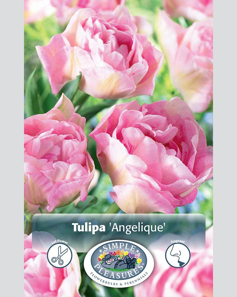 Tulip DL Angelique 8 bulbs/pkg