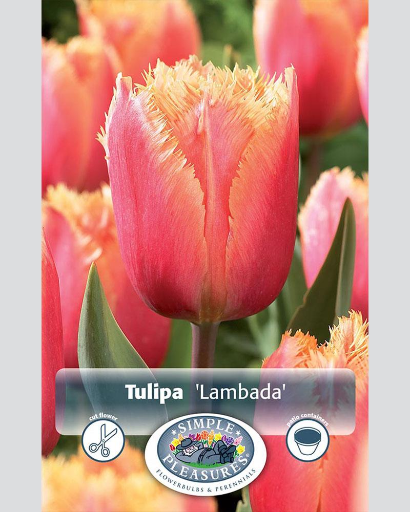 Tulip Fringed Lambada 8 bulbs/pkg