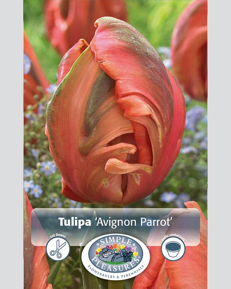 Tulip Parrot Avignon 6 bulbs/pkg