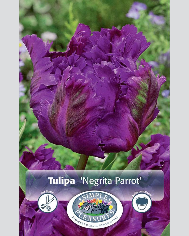 Tulip Parrot Negrita 6 bulbs/pkg