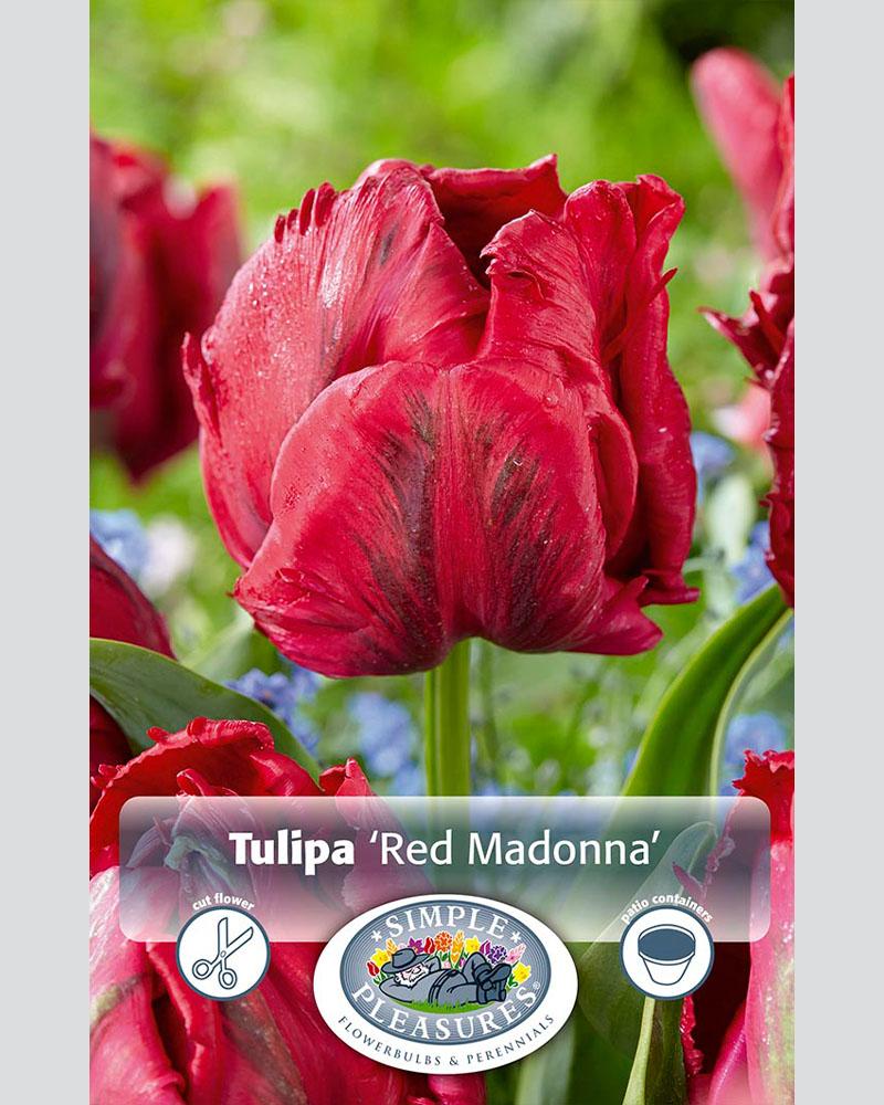 Tulip Parrot Red Madonna 6 bulbs/pkg