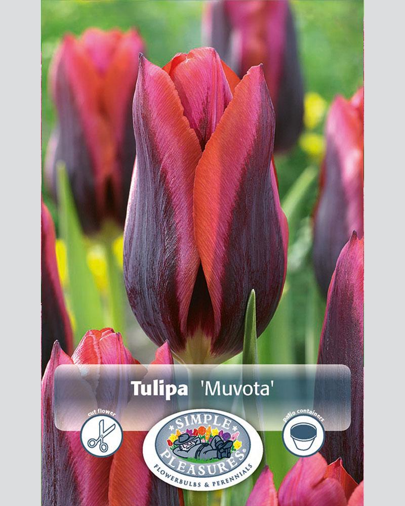 Tulip Triumph Muvota 8 bulbs/pkg