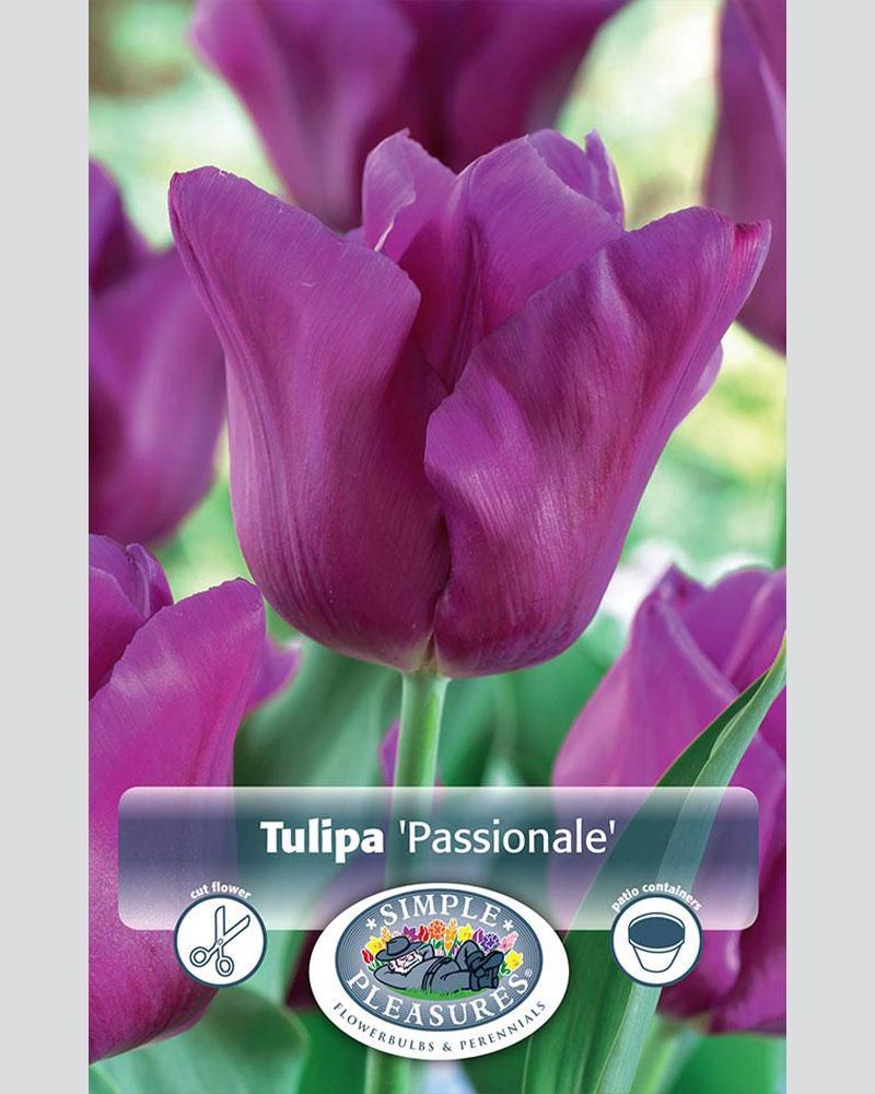 Tulip Triumph Passionale 8 bulbs/pkg