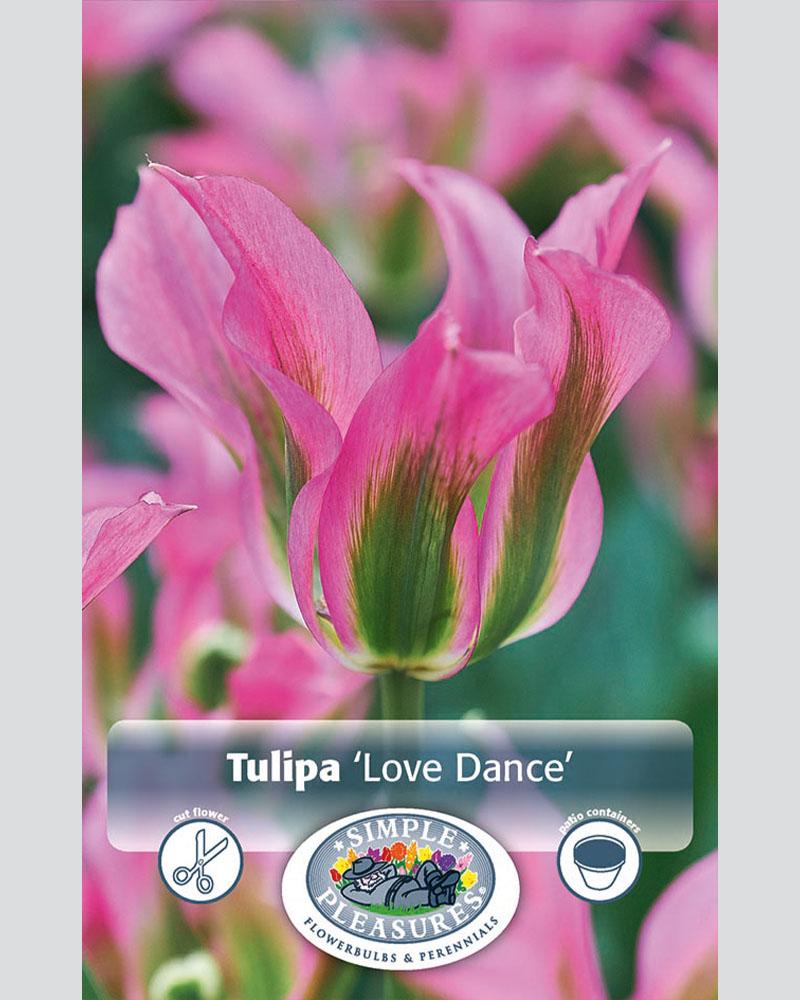 Tulip Vir Love Dance 8 bulbs/pkg