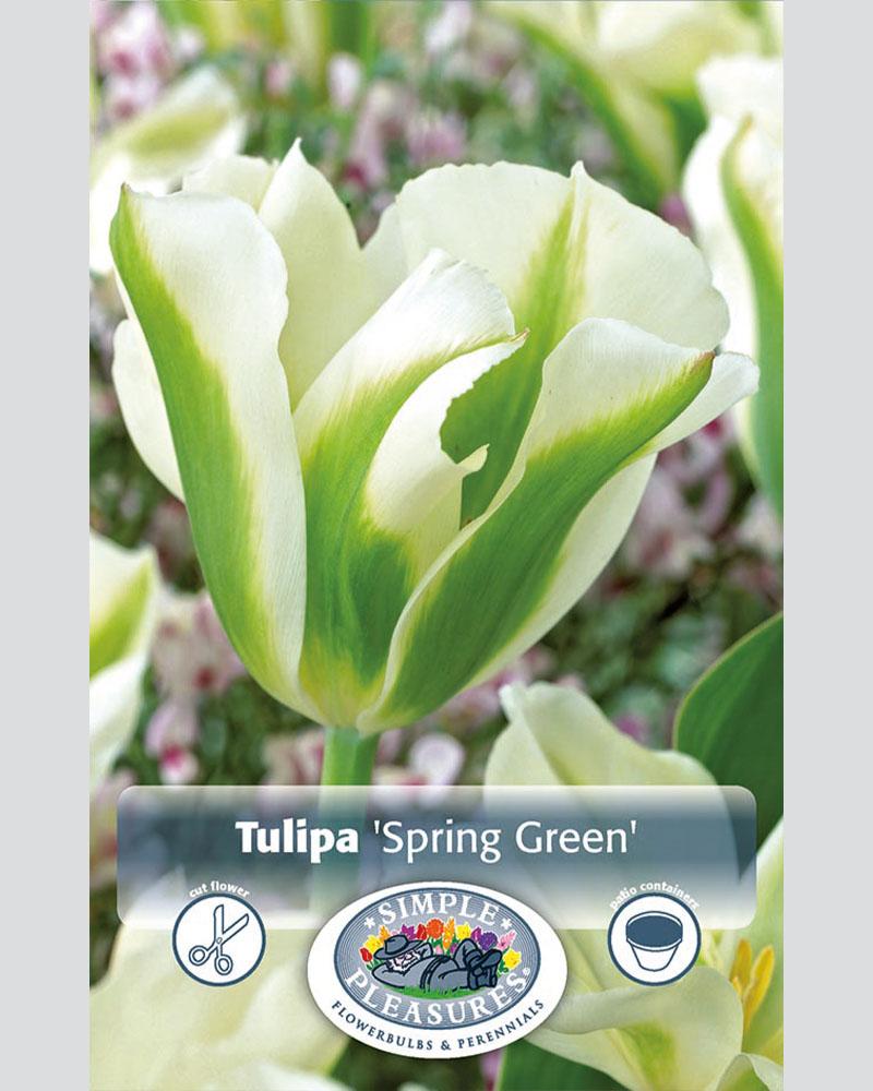 Tulip Vir Spring Green 8 bulbs/pkg