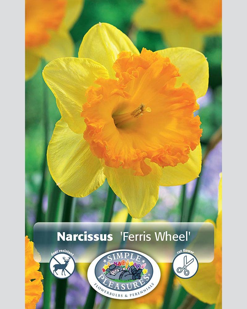 Daffodil Large Cupped Ferris Wheel 4 Pack