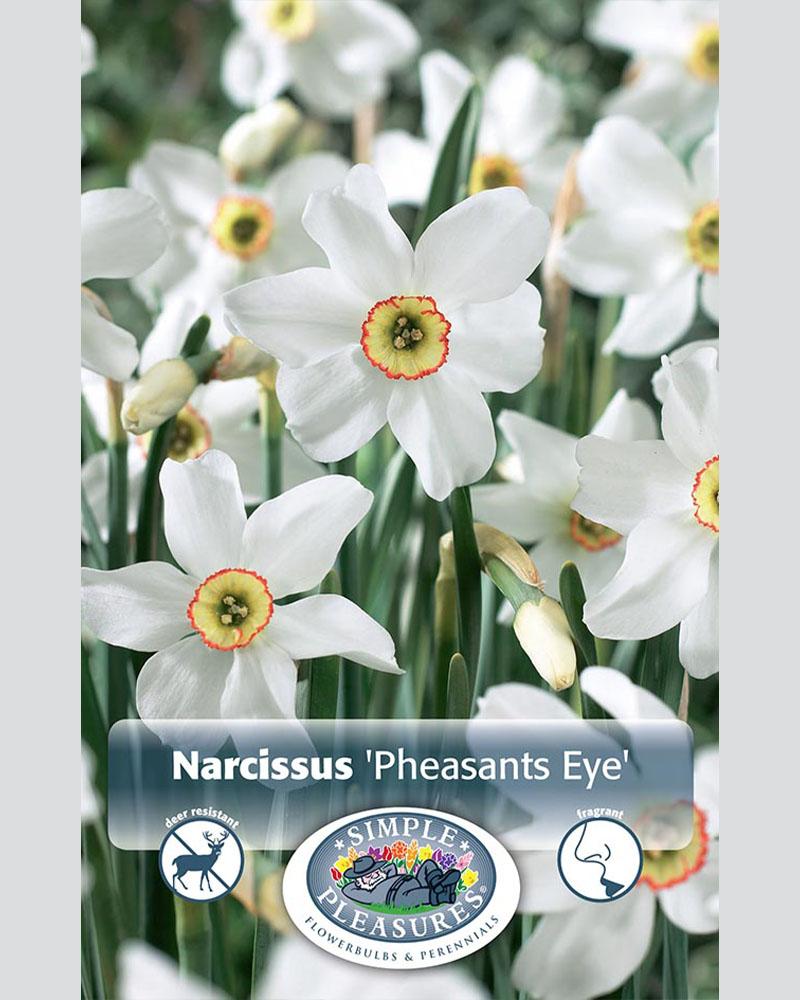 Daffodil SC Pheasants Eye 5 bulbs/pkg