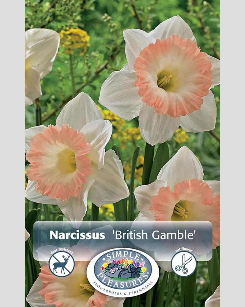 Daffodil Trum British Gamble5 bulbs/pkg