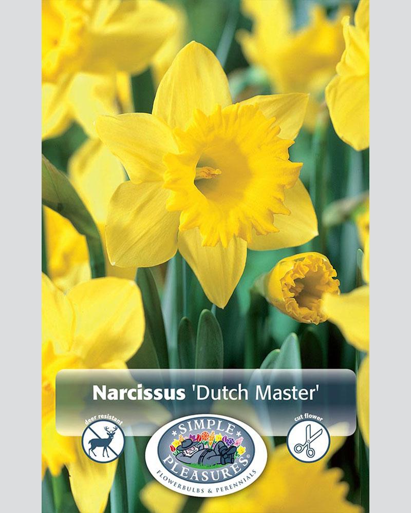 Daffodil Trum Dutch Master5 bulbs/pkg