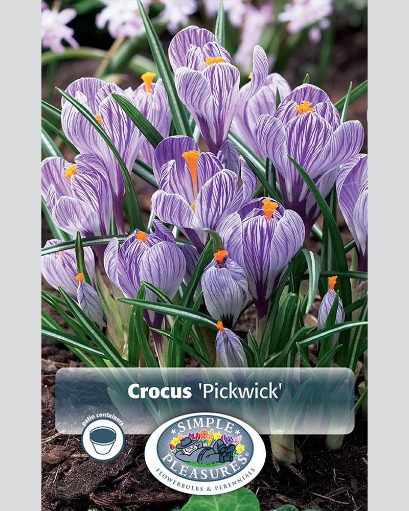 Crocus Giant Pickwick 15 bulbs/pkg