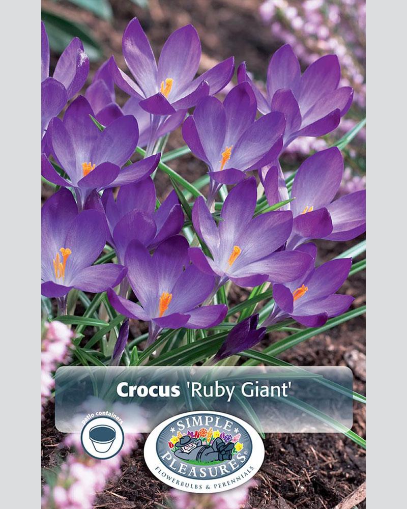 Crocus Specie Ruby Giant 20 bulbs/pkg