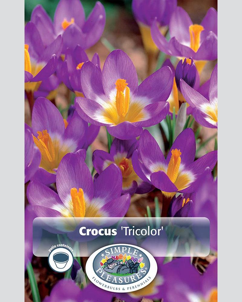 Crocus Specie Tricolor 20 bulbs/pkg