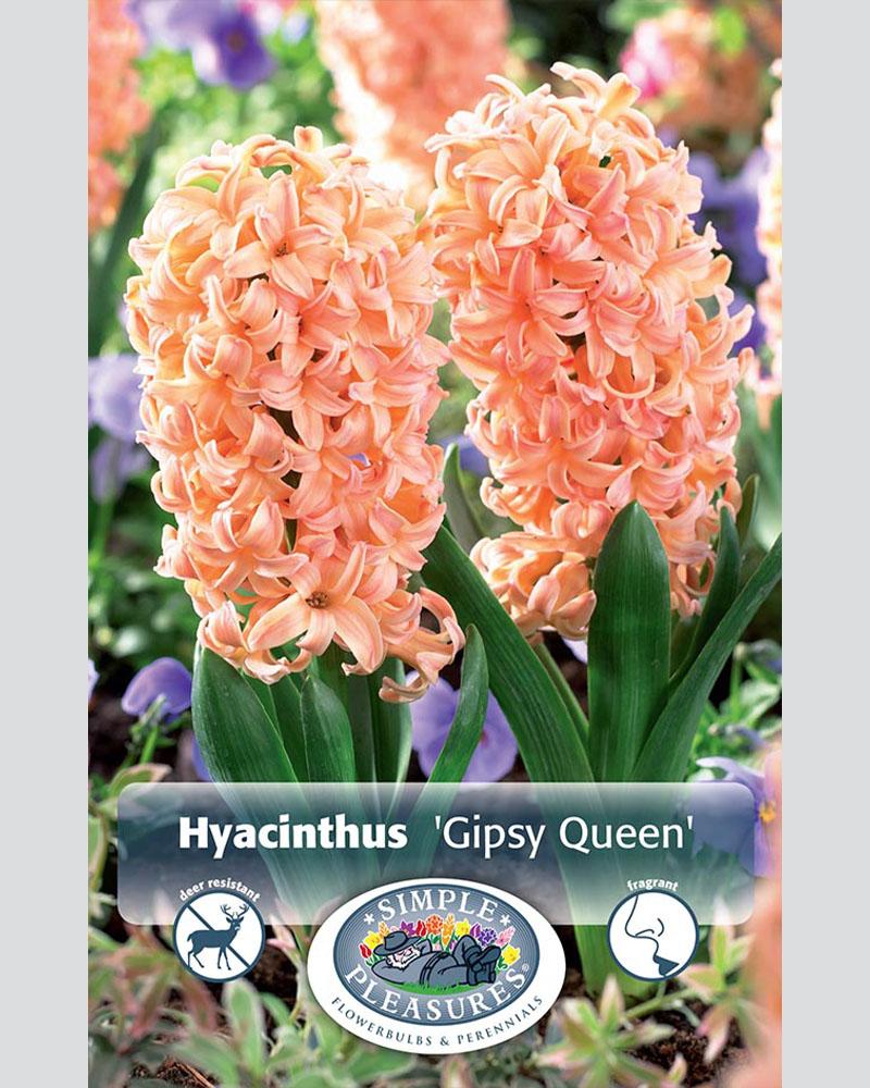 Hyacinth Gypsy Queen 5 bulbs/pkg