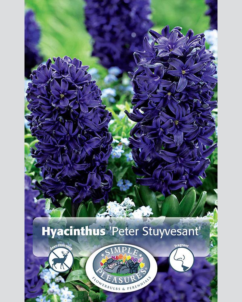 Hyacinth Peter Stuyvesant 3 bulbs/pkg