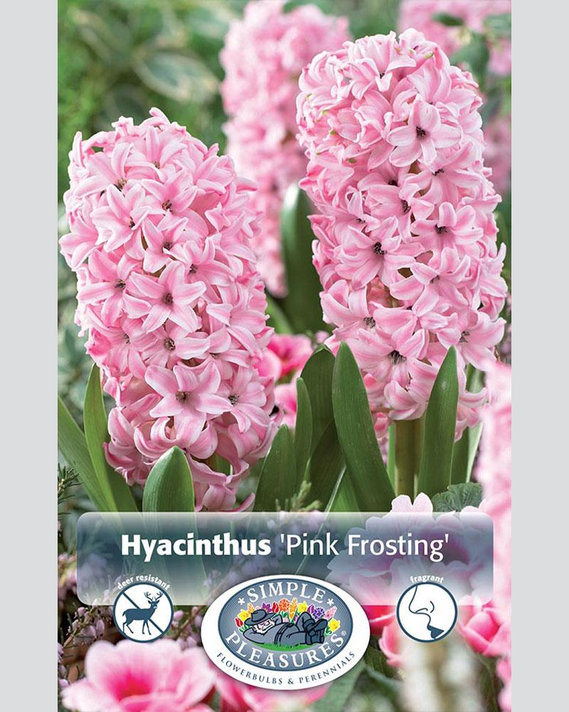 Hyacinth Pink Frosting 3 bulbs/pkg