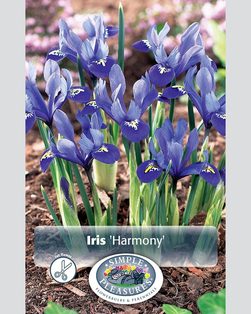 Dwarf Iris Retic Harmony 20 bulbs/pkg