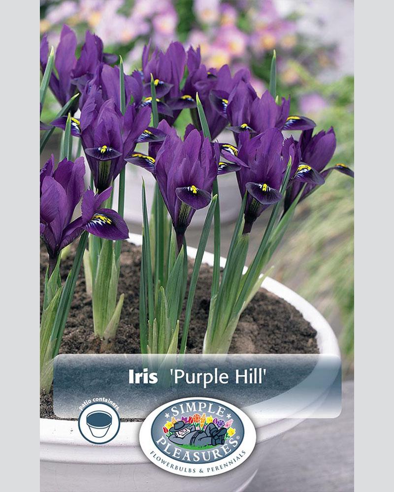 Dwarf Iris Retic Purp Hill 20 bulbs/pkg