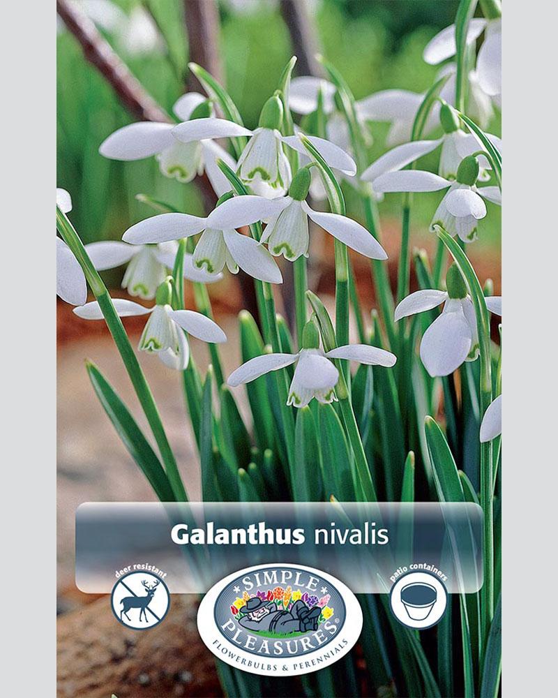 Galanthus Nivalis 10 bulbs/pkg