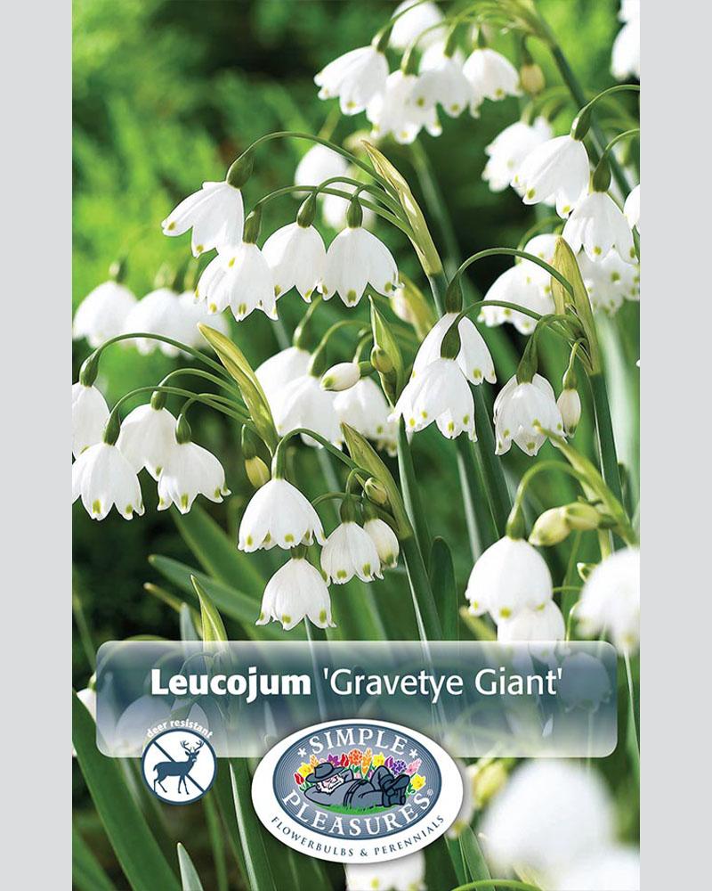 Leucojum Gravetye Giant 10 bulbs/pkg