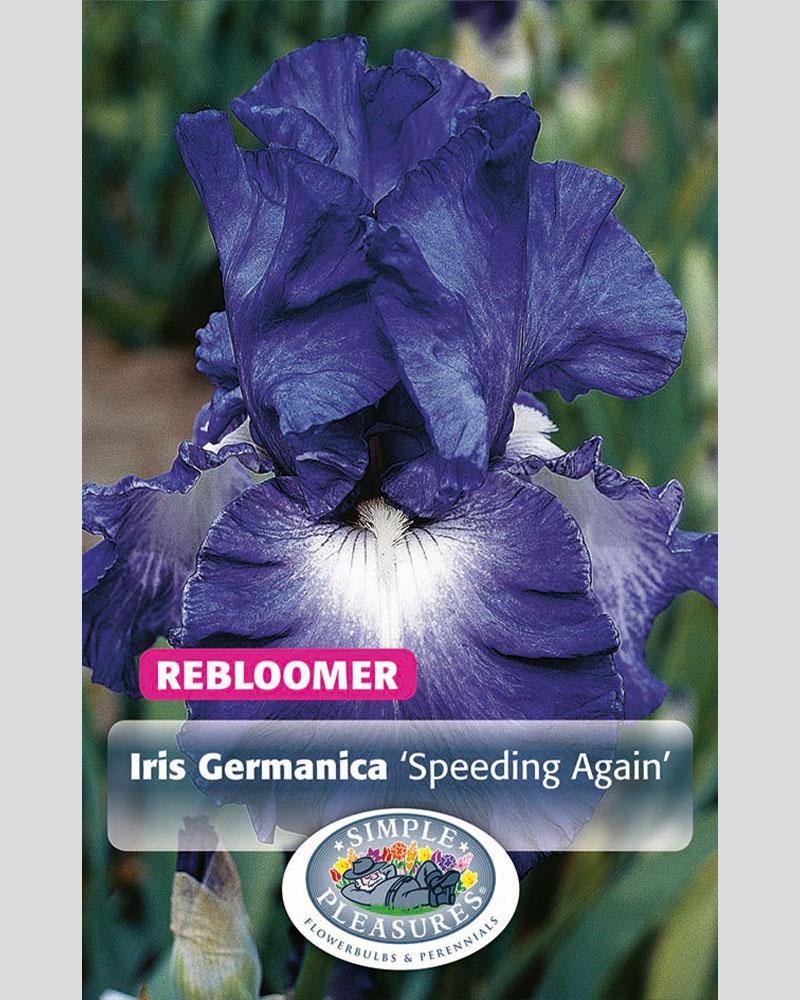 Iris German Speeding Again