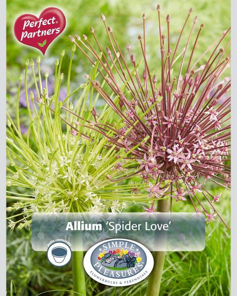 Allium Spider Love Blend 3 Pack