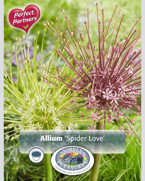 Allium Spider Love Blend 3 bulbs/pkg