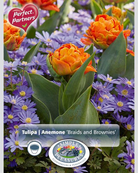 Tulip Braids Brownies Blend 20Pk20 bulbs/pkg