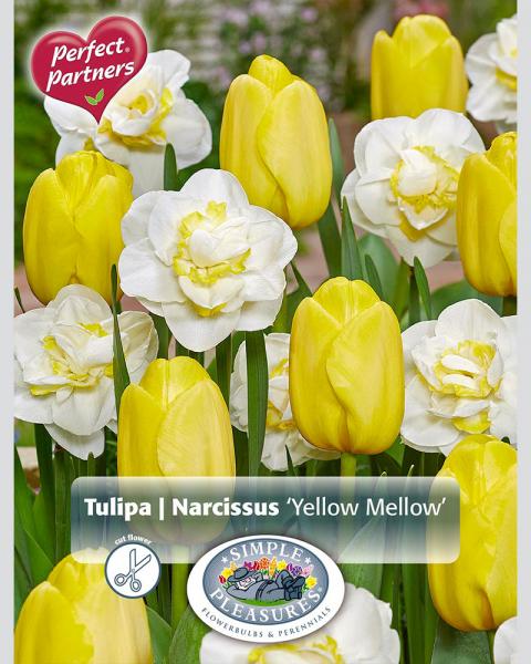 Narcissus/Tulip Yellowmellow Blend 12 bulbs/pkg