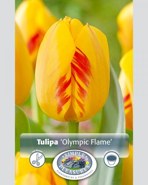 Tulip Olympic Flame 8 bulbs/pkg