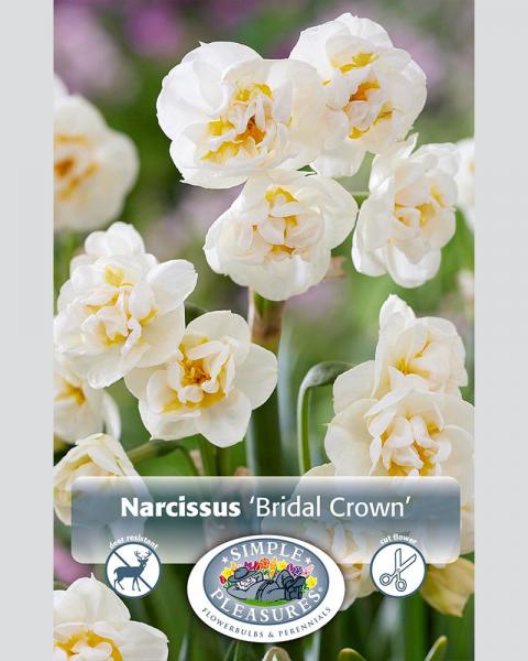 Daffodil Bridal Crown Double 5 bulbs/pkg