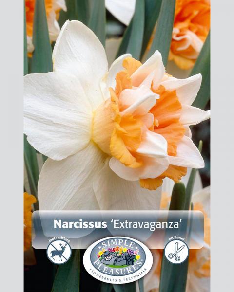 Daffodil Extravaganza Double 5 bulbs/pkg