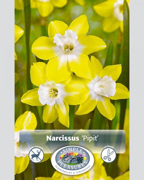 Daffodil Pipit Jonquilla 10 bulbs/pkg