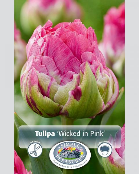 Tulip Wicked in Pink 6 Pack