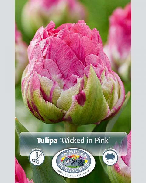 Tulip DE Wicked In Pink 6 bulbs/pkg